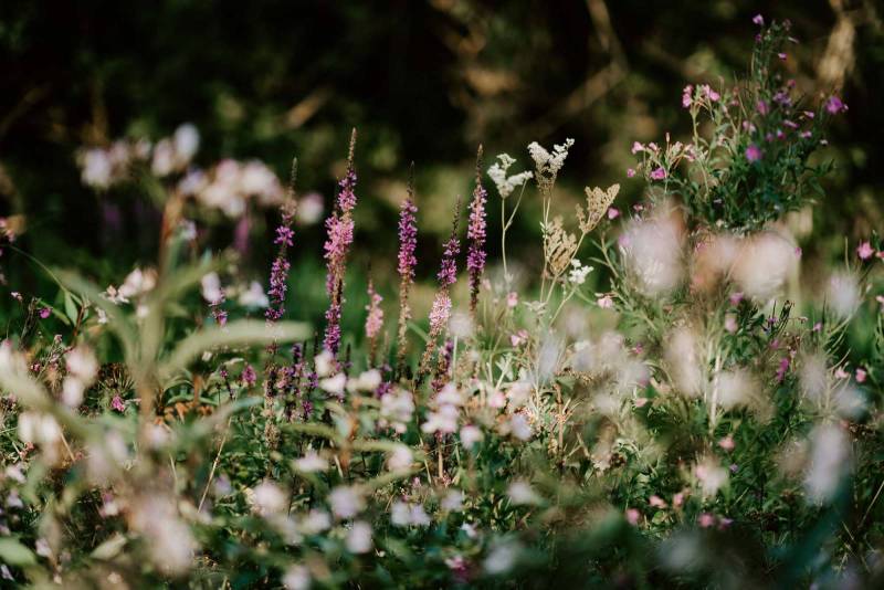 Création de jardin pour améliorer la biodiversité à Saint Chamassy