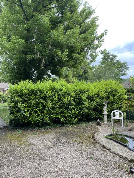 Taille de haie chez un particulier à Périgueux 