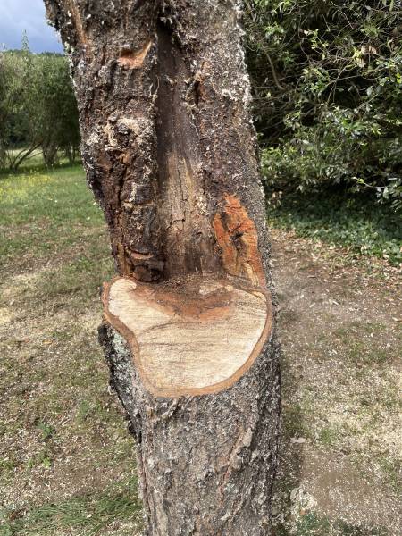 Taille raisonnée d’arbres fruitiers à Tamniès 