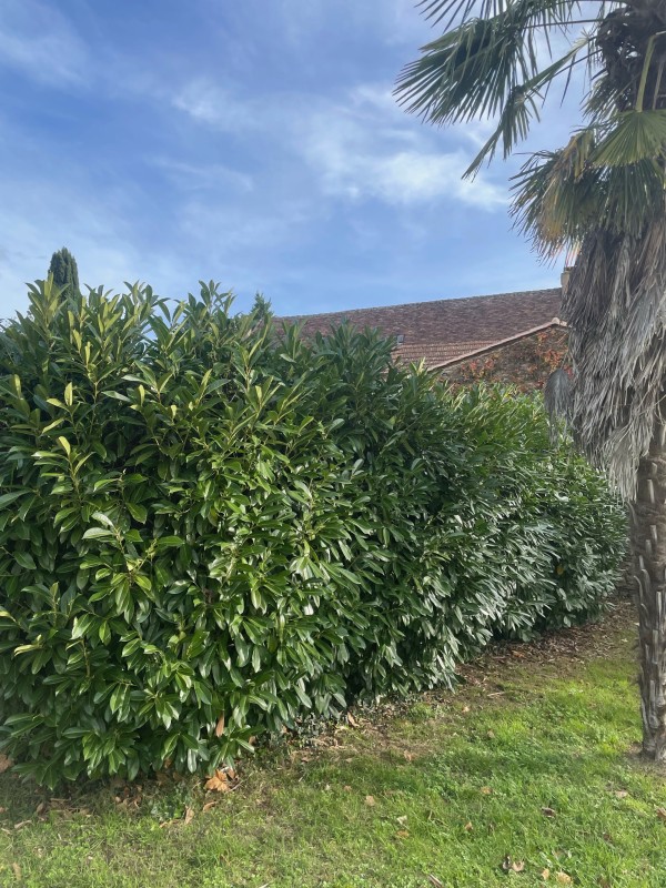 Entretien de jardin ponctuel ou régulier avec évacuation des déchets verts à Saint-Chamassy