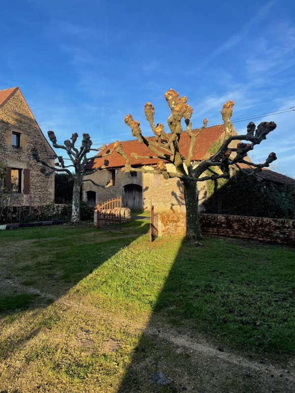 Elagage à Périgueux : Choisir le meilleur moment pour tailler vos arbres et garantir leur santé en Périgord