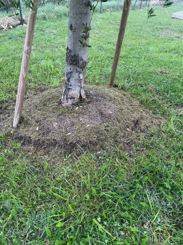 Bilan sanitaire complet du jardin et analyse du sol à Sarlat-la-Canéda